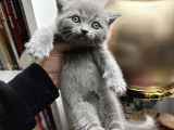 British Shorthair Dişi-Erkek
