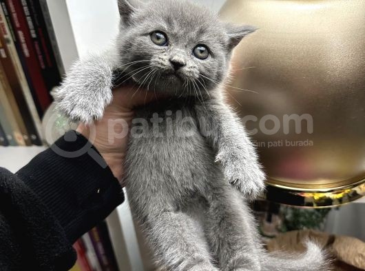 British Shorthair Dişi-Erkek