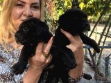 Muhteşem Devasa Cane Corso Yavrularımız
