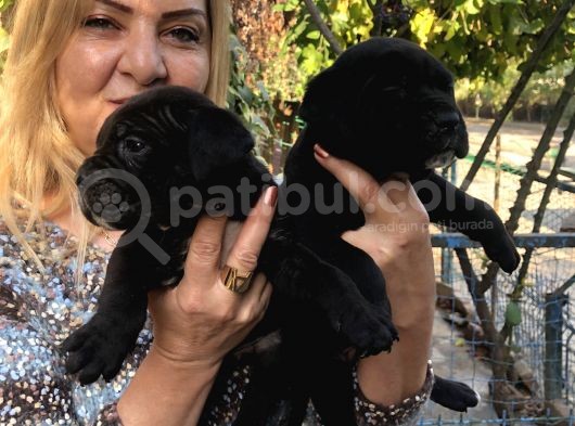 Muhteşem Devasa Cane Corso Yavrularımız görsel