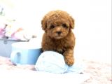 En İyi̇ Görsel Red Toy Poodle Yavrular