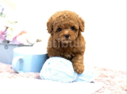 En İyi̇ Görsel Red Toy Poodle Yavrular görsel