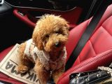 Sütlü Kahve Toy Poodle