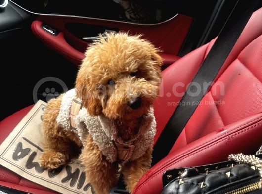 Sütlü Kahve Toy Poodle görsel