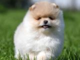 Xxs Teddy Bear Pomerani̇an Yavrularimiz