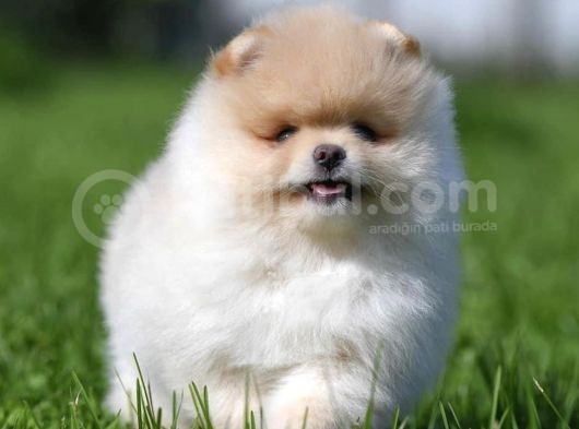 Xxs Teddy Bear Pomerani̇an Yavrularimiz görsel