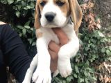 Irk Garantili Efsane Beagle Yavrularımız