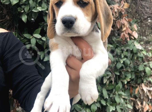 Irk Garantili Efsane Beagle Yavrularımız görsel