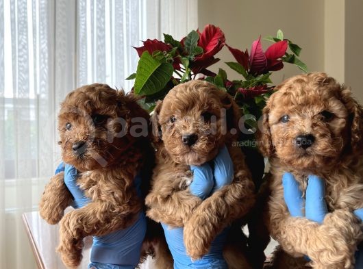 Red Toy Poodle Yavrularımız görsel