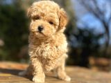 ÇİFTLİĞİMİZDEN AŞILI TOY POODLE BEBEKLER