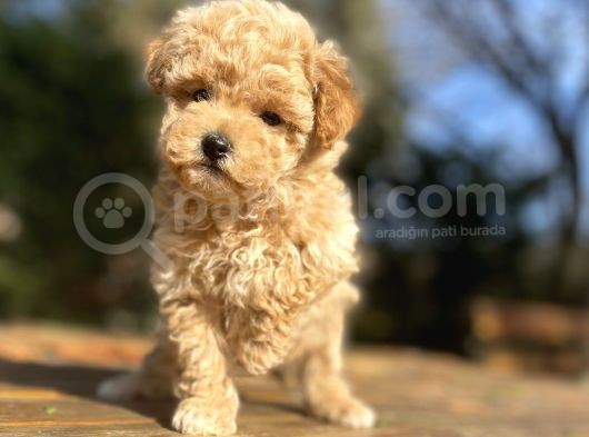 Çi̇ftli̇ği̇mi̇zden Aşili Toy Poodle Bebekler