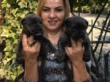 Muhteşem Devasa Cane Corso Yavrularımız