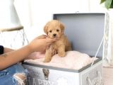 APRİCOT TOY POODLE YAVRULAR