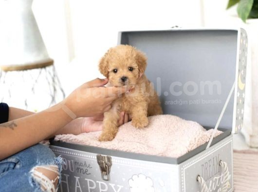 Apri̇cot Toy Poodle Yavrular