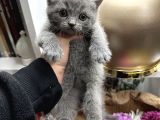 British Shorthair Dişi-Erkek