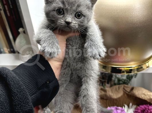 British Shorthair Dişi-Erkek görsel