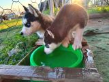 Husky Safkan Yavrular