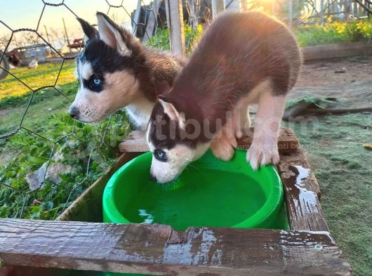 Husky Safkan Yavrular görsel