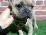 French Buldog 5 Di̇şi̇ 1 Erkek A Kali̇te