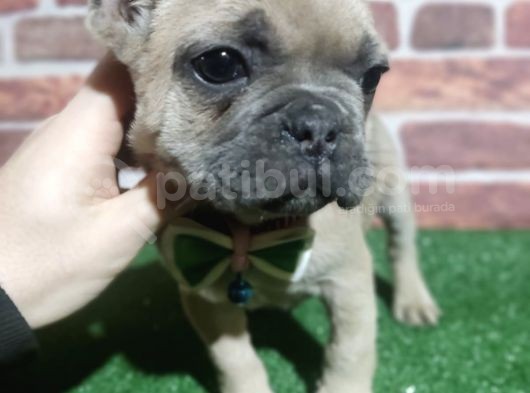 French Buldog 5 Di̇şi̇ 1 Erkek A Kali̇te görsel