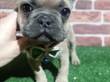 FRENCH BULDOG 5 DİŞİ 1 ERKEK A KALİTE