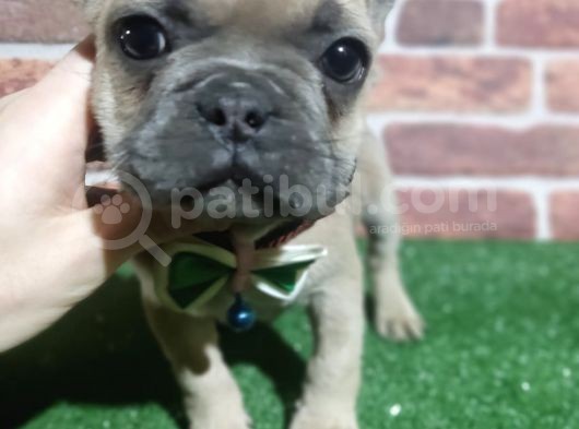 French Buldog 5 Di̇şi̇ 1 Erkek A Kali̇te