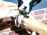 French Buldog 5 Di̇şi̇ 1 Erkek A Kali̇te
