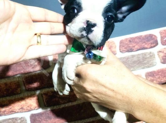 French Buldog 5 Di̇şi̇ 1 Erkek A Kali̇te görsel
