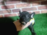 French Buldog 5 Di̇şi̇ 1 Erkek A Kali̇te