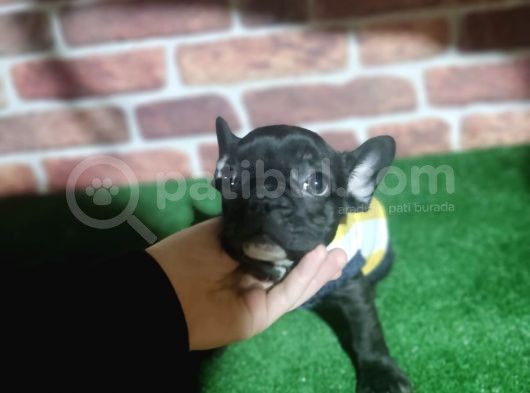 French Buldog 5 Di̇şi̇ 1 Erkek A Kali̇te görsel