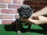 French Buldog 5 Di̇şi̇ 1 Erkek A Kali̇te