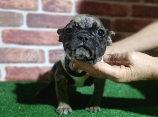 French Buldog 5 Di̇şi̇ 1 Erkek A Kali̇te görsel