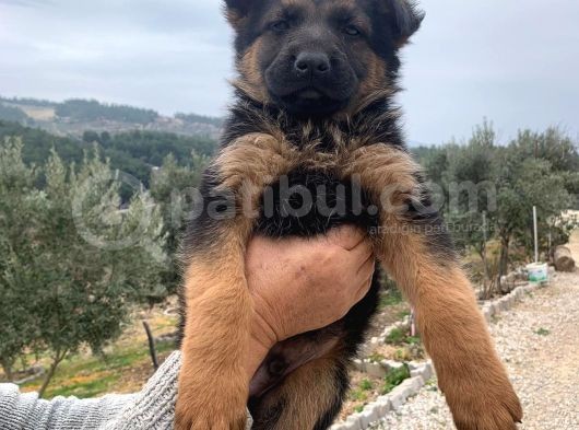 Alman Kurdu A Kali̇te görsel