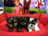 Vonalpet Garanti̇si̇yle Mükemmel Kali̇tede Yorkshi̇re Terri̇er Yavrularimiz