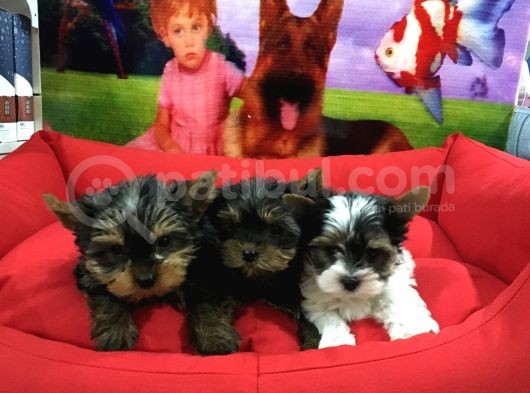 Vonalpet Garanti̇si̇yle Mükemmel Kali̇tede Yorkshi̇re Terri̇er Yavrularimiz görsel