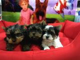 Vonalpet Garanti̇si̇yle Mükemmel Kali̇tede Yorkshi̇re Terri̇er Yavrularimiz