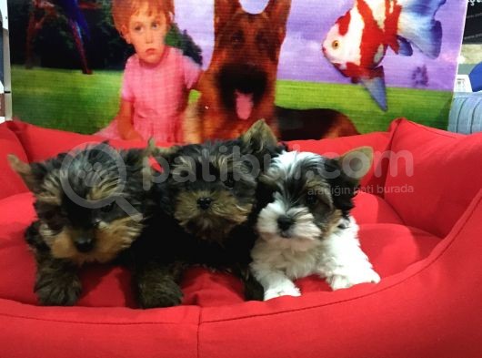 Vonalpet Garanti̇si̇yle Mükemmel Kali̇tede Yorkshi̇re Terri̇er Yavrularimiz görsel