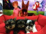 Vonalpet Garanti̇si̇yle Mükemmel Kali̇tede Yorkshi̇re Terri̇er Yavrularimiz