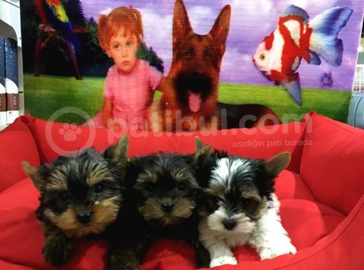 Vonalpet Garanti̇si̇yle Mükemmel Kali̇tede Yorkshi̇re Terri̇er Yavrularimiz görsel