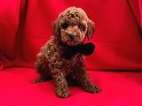 Safkan Toy Poodle Yavrularımız