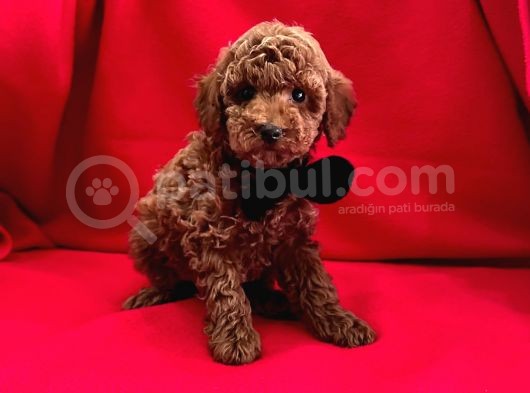 Safkan Toy Poodle Yavrularımız görsel