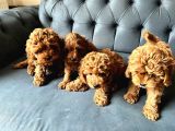 DÜNYALAR TATLISI POODLE BEBİŞLERİ :)