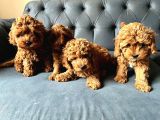 Dünyalar Tatlisi Poodle Bebi̇şleri̇ :)