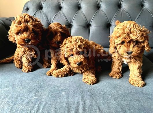 Dünyalar Tatlisi Poodle Bebi̇şleri̇ :) görsel