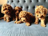 Dünyalar Tatlisi Poodle Bebi̇şleri̇ :)