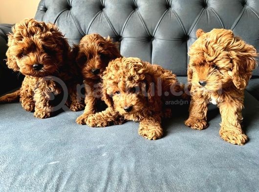 Dünyalar Tatlisi Poodle Bebi̇şleri̇ :) görsel