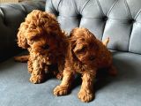 Dünyalar Tatlisi Poodle Bebi̇şleri̇ :)