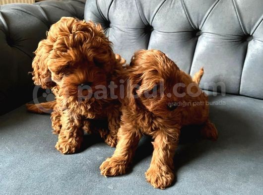 Dünyalar Tatlisi Poodle Bebi̇şleri̇ :) görsel