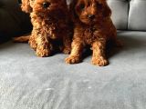 Dünyalar Tatlisi Poodle Bebi̇şleri̇ :)