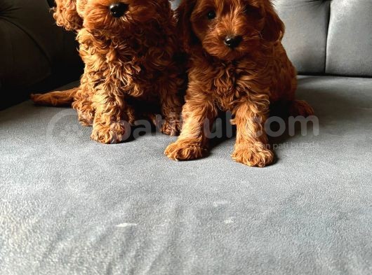 Dünyalar Tatlisi Poodle Bebi̇şleri̇ :) görsel